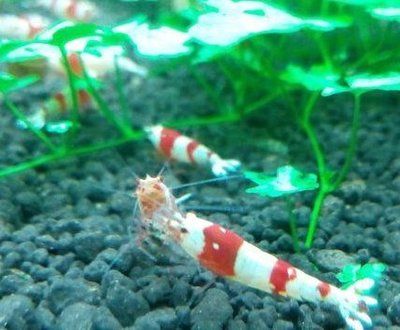 紅金龍魚價格258萬斤是真的嗎