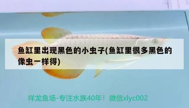 龍魚缸里有黑色的小蟲，如何處理龍魚缸中的黑色小蟲