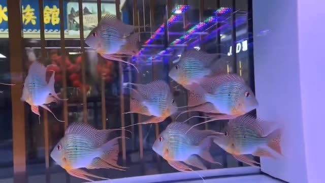 祥龍魚場的元寶鳳凰魚：祥龍魚場元寶鳳凰魚