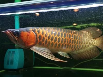 龍魚吃錦鯉飼料能消化嗎為什么不吃