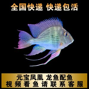 龍魚配元寶鳳凰好嗎（龍魚和元寶鳳凰混養可以嗎）