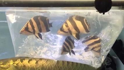 混養(yǎng)印尼三紋虎的魚種選擇，印尼三紋虎與金龍魚混養(yǎng)注意事項(xiàng)