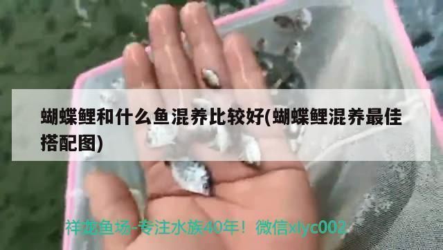 蝴蝶鯉魚苗混養搭配技巧，蝴蝶鯉魚苗混養搭配技巧是提高養殖效率和魚類健康的關鍵