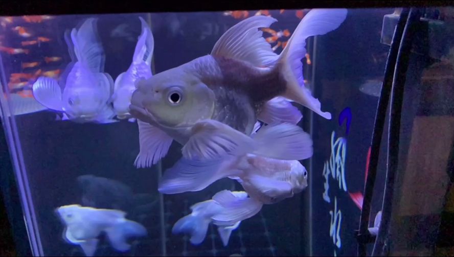 蝴蝶鯉魚苗混養搭配技巧，蝴蝶鯉魚苗混養搭配技巧是提高養殖效率和魚類健康的關鍵