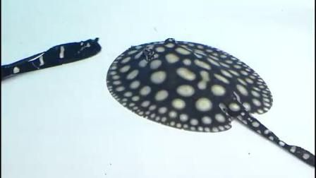 皇冠魟魚身上起痘痘是咋回事：皇冠魟魚身上起痘痘是咋回事皇冠魟魚身上起痘痘是咋回事