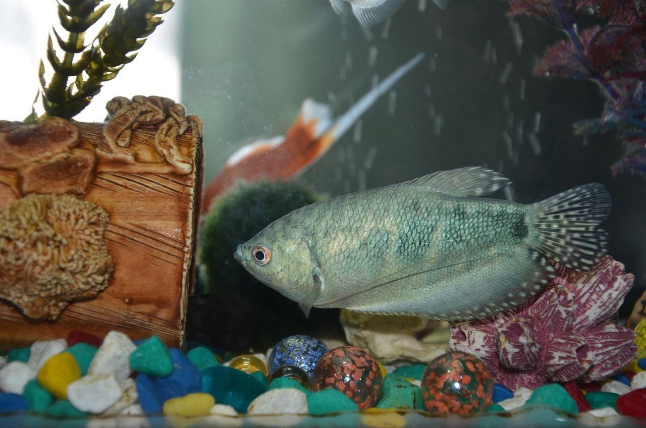 揭陽哪里有賣魚缸的（我準備做一個工藝品的陳列架,想了解一下板）