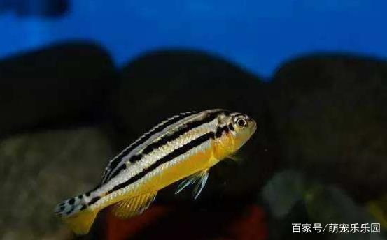 香港進口元寶鳳凰魚（香港進口元寶鳳凰魚價格）