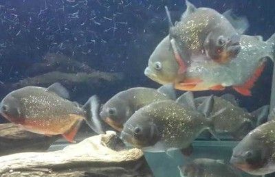 蘇虎魚繁殖條件設置，蘇虎魚的繁殖條件設置需要考慮多個方面 蘇虎魚繁殖條件設置，蘇虎魚的繁殖條件設置需要考慮多個方面 虎魚百科 第3張