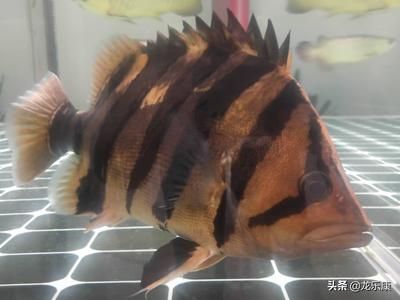 蘇虎魚繁殖條件設置，蘇虎魚的繁殖條件設置需要考慮多個方面 蘇虎魚繁殖條件設置，蘇虎魚的繁殖條件設置需要考慮多個方面 虎魚百科 第5張