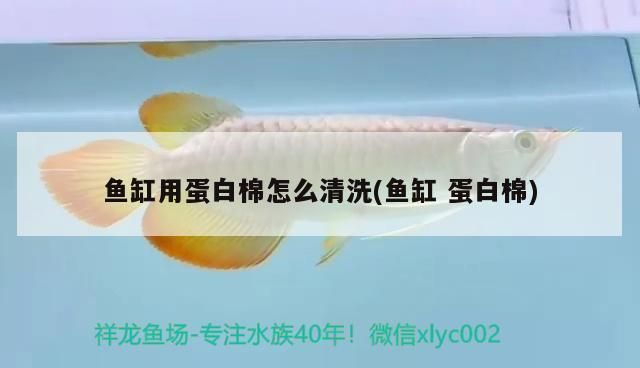 鴨嘴鯊魚的飼養技巧分享，鴨嘴鯊魚的飼養技巧