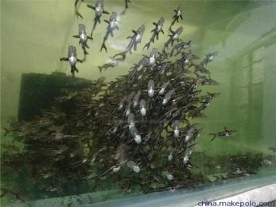 鴨嘴鯊魚的飼養技巧分享，鴨嘴鯊魚的飼養技巧