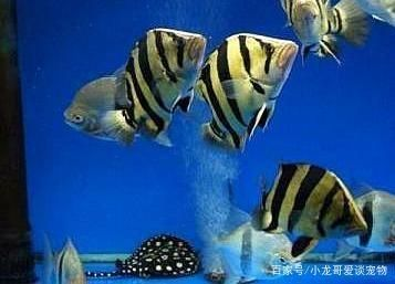 魟魚最佳配魚餌是什么魚：魟魚最佳配魚餌是什么魚最佳配魚餌是什么魚餌是什么魚