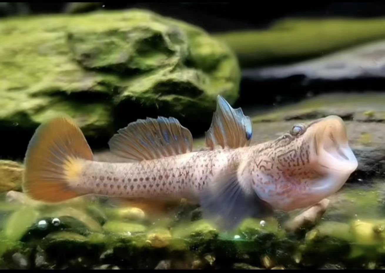 蘇虎魚低溫保護措施，農業農村部漁業漁政管理局提出冬季水產養殖技術指引
