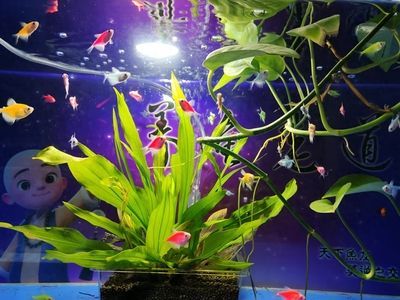 蘇虎魚低溫保護措施，農業農村部漁業漁政管理局提出冬季水產養殖技術指引