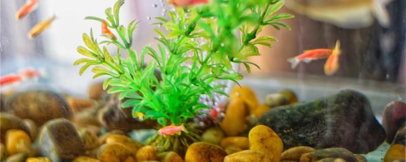 如何養金魚才不用氧氣養金魚時需要注意些什么