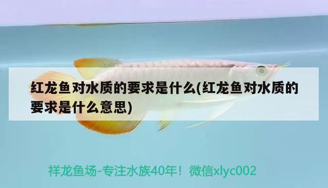 紅龍魚對水質的要求是什么(紅龍魚對水質的要求是什么意思)