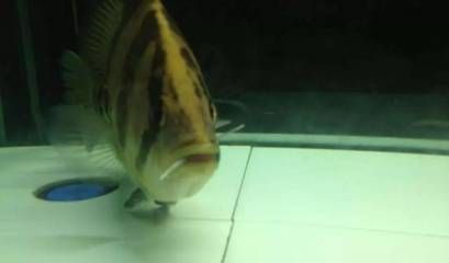 魟魚被咬爛尾巴下什么藥：魟魚尾巴被咬爛的情況下，治療方法會根據具體情況不同