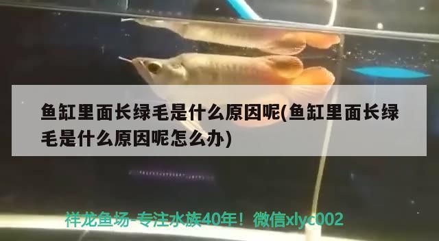 魚缸為什么要貼紙（魚缸用貼紙）