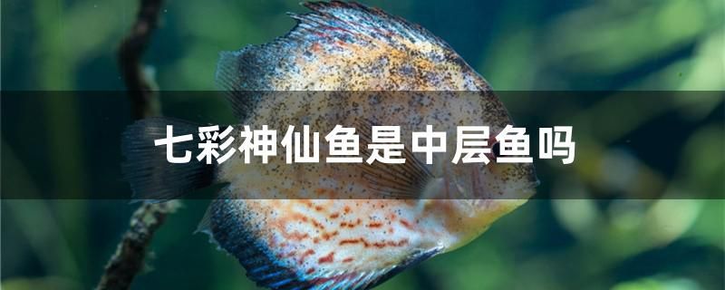 七彩神仙魚是中層魚嗎