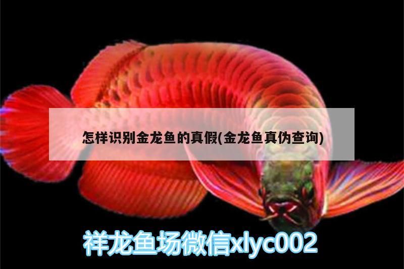 怎樣識別金龍魚的真假(金龍魚真偽查詢)