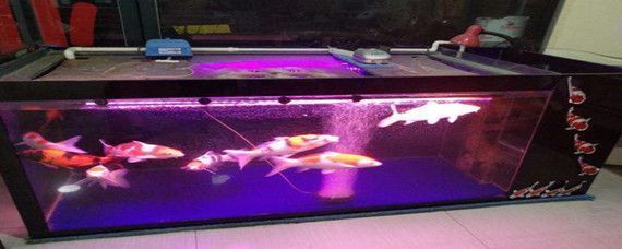 龍魚缸里養什么清潔魚，在龍魚缸里養清潔魚可以保持水質清潔和健康和健康