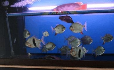 粗線銀板魚混養常見疾病預防，粗線銀板魚混養時常見的疾病預防措施