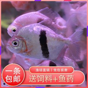 粗線銀板魚混養常見疾病預防，粗線銀板魚混養時常見的疾病預防措施
