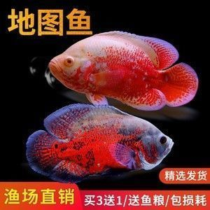 元寶鳳凰魚適宜的pH值范圍，元寶鳳凰魚水質管理技巧，如何檢測魚缸ph值變化