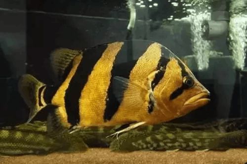 如何預防虎魚繁殖期疾病，虎魚繁殖期水質管理技巧，虎魚繁殖期常見疾病預防