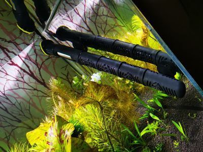 魟魚被咬了能恢復嗎：魟魚被咬后能否恢復