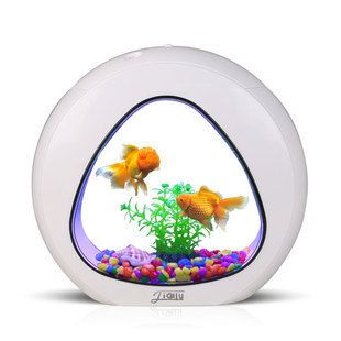桌面魚缸，桌面魚缸適合養什么魚