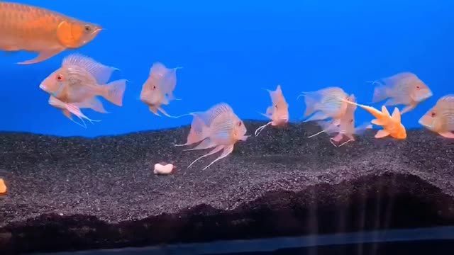 精品進口元寶鳳凰魚：元寶鳳凰魚的養護方法和注意事項