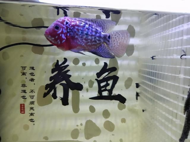 元寶鳳凰魚(元寶鳳凰魚好養嗎)