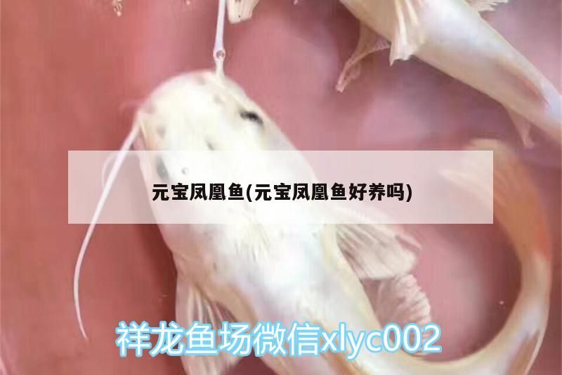 元寶鳳凰魚(元寶鳳凰魚好養嗎)