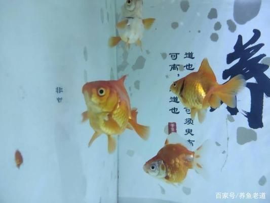 蘇虎苗常見疾病預防，蘇虎苗常見疾病的預防