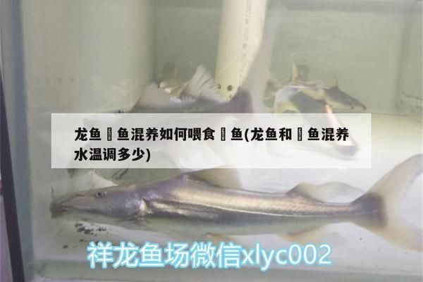蘇虎苗常見疾病預防，蘇虎苗常見疾病的預防