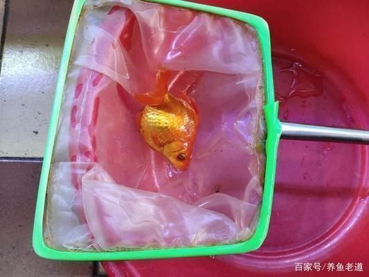 蘇虎苗常見疾病預防，蘇虎苗常見疾病的預防