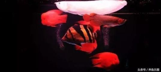 紅龍虎魚與哪些魚類混養和諧，與紅龍虎魚混養和諧的魚類推薦