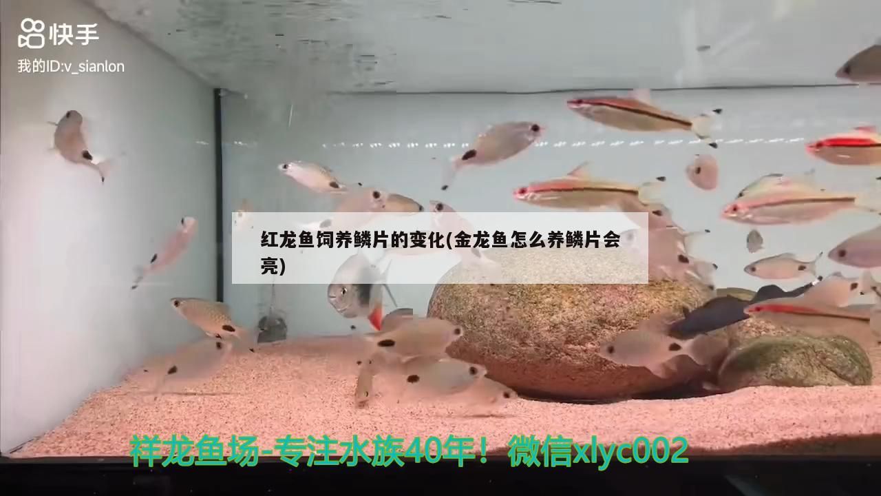 紅龍魚飼養(yǎng)鱗片的變化(金龍魚怎么養(yǎng)鱗片會亮)