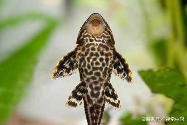 龍魚缸里清道夫死了，清道夫魚死亡的原因