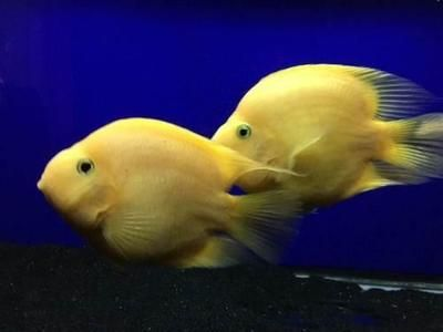 元寶鳳凰魚(yú)怎么養(yǎng)的好看圖片：元寶鳳凰魚(yú)的飼養(yǎng)方法