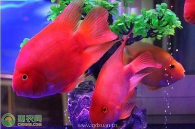 元寶鳳凰魚(yú)怎么養(yǎng)的好看圖片：元寶鳳凰魚(yú)的飼養(yǎng)方法