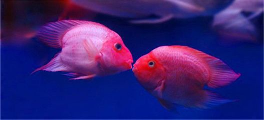 元寶鳳凰魚(yú)怎么養(yǎng)的好看圖片：元寶鳳凰魚(yú)的飼養(yǎng)方法