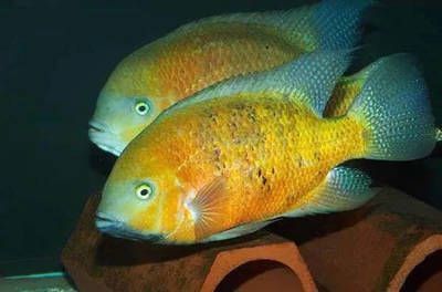 元寶鳳凰魚(yú)怎么養(yǎng)的好看圖片：元寶鳳凰魚(yú)的飼養(yǎng)方法