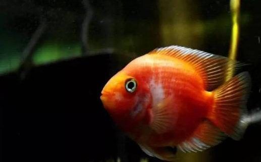 元寶鳳凰魚(yú)怎么養(yǎng)的好看圖片：元寶鳳凰魚(yú)的飼養(yǎng)方法