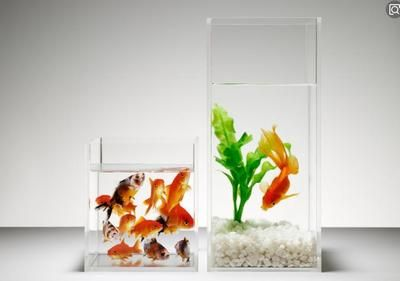 魚缸里面多長時間放一次鹽，如何判斷魚是否生病魚缸換水的最佳時機魚缸鹽度控制技巧