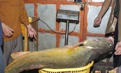 海里的紅龍魚叫什么