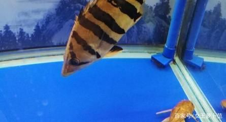 印尼虎魚與泰虎的區(qū)別,印尼虎魚與泰虎的價格對比,如何區(qū)分印尼虎魚的品種? 虎魚百科 第3張 印尼虎魚與泰虎的區(qū)別,印尼虎魚與泰虎的價格對比,如何區(qū)分印尼虎魚的品種? 印尼虎魚與泰虎的區(qū)別,印尼虎魚與泰虎的價格對比,如何區(qū)分印尼虎魚的品種? 虎魚百科 第3張