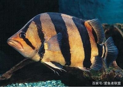 印尼虎魚與泰虎的區(qū)別,印尼虎魚與泰虎的價格對比,如何區(qū)分印尼虎魚的品種? 虎魚百科 第6張 印尼虎魚與泰虎的區(qū)別,印尼虎魚與泰虎的價格對比,如何區(qū)分印尼虎魚的品種? 印尼虎魚與泰虎的區(qū)別,印尼虎魚與泰虎的價格對比,如何區(qū)分印尼虎魚的品種? 虎魚百科 第6張