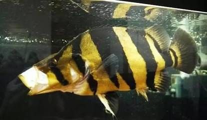 龍魚名字大全，好聽的龍魚名字及其特點，給龍魚取一個好聽的名字及其特點